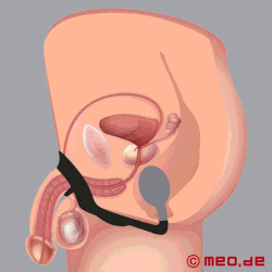 Stimulátor prostaty Male Wonder